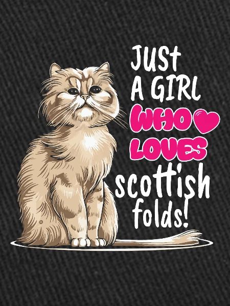Scottish Fold Cat