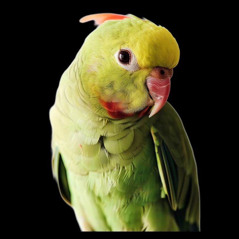 Perruche à collier