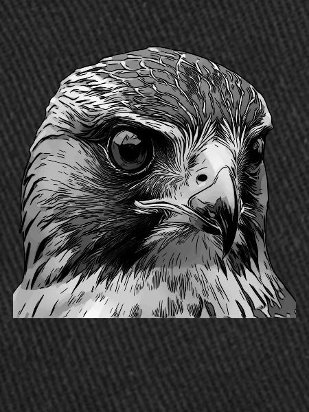 Oiseau faucon