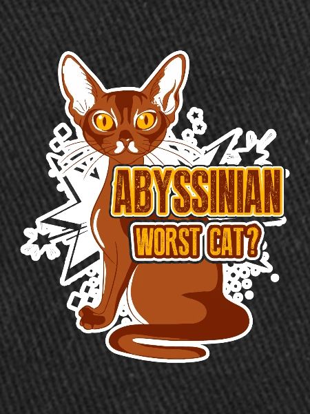 Abyssinian Worst Cat