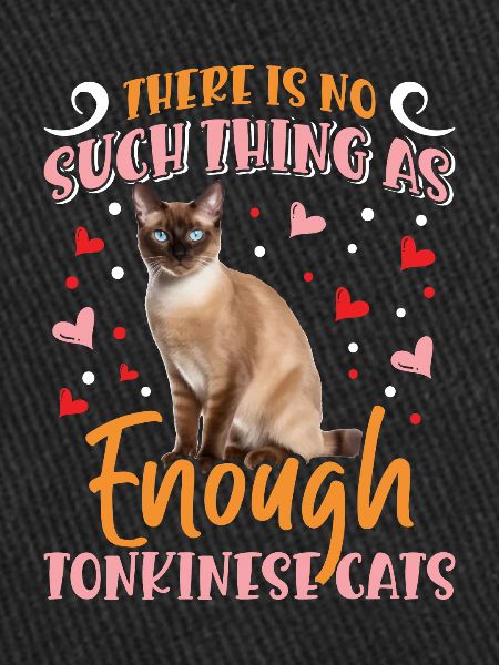 Chat tonkinois