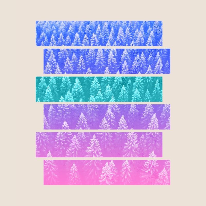 Sapin
