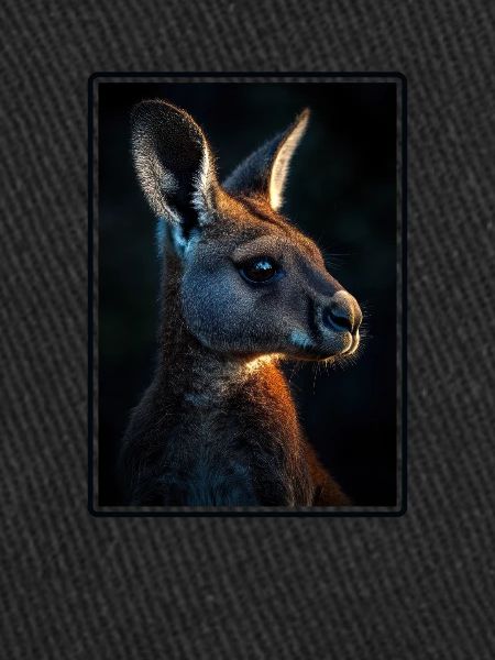 Kangaroos Kangaroo