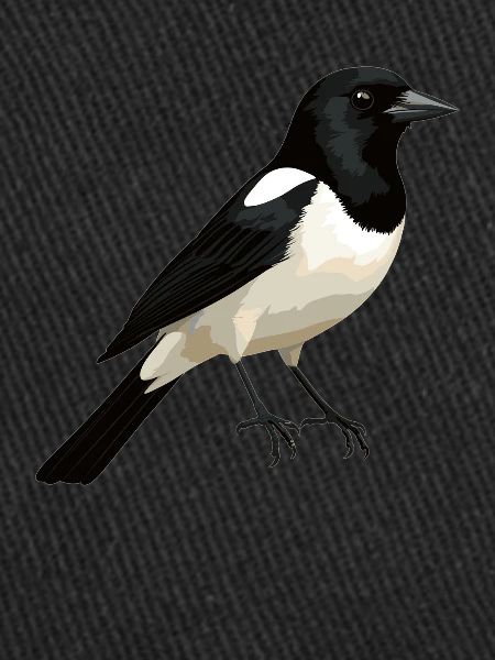 Magpies Magpie