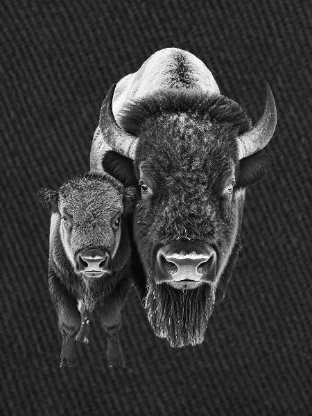 Bison