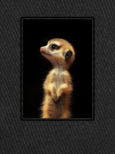 Meerkat Erdmännchen