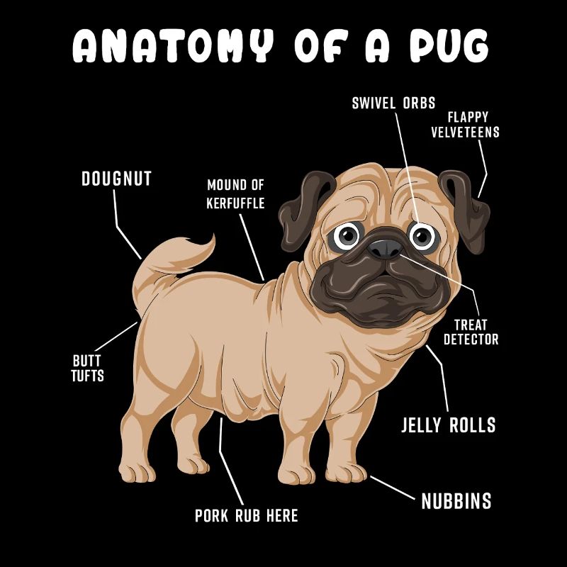 Mops-Anatomie