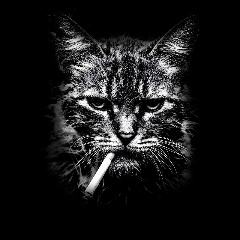 Rauchen, Zigarette, Katze raucht eine Zigarette
