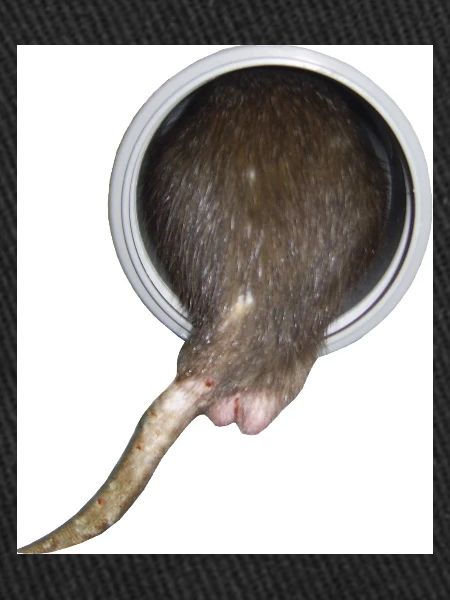 Ratte im Rohr hinter