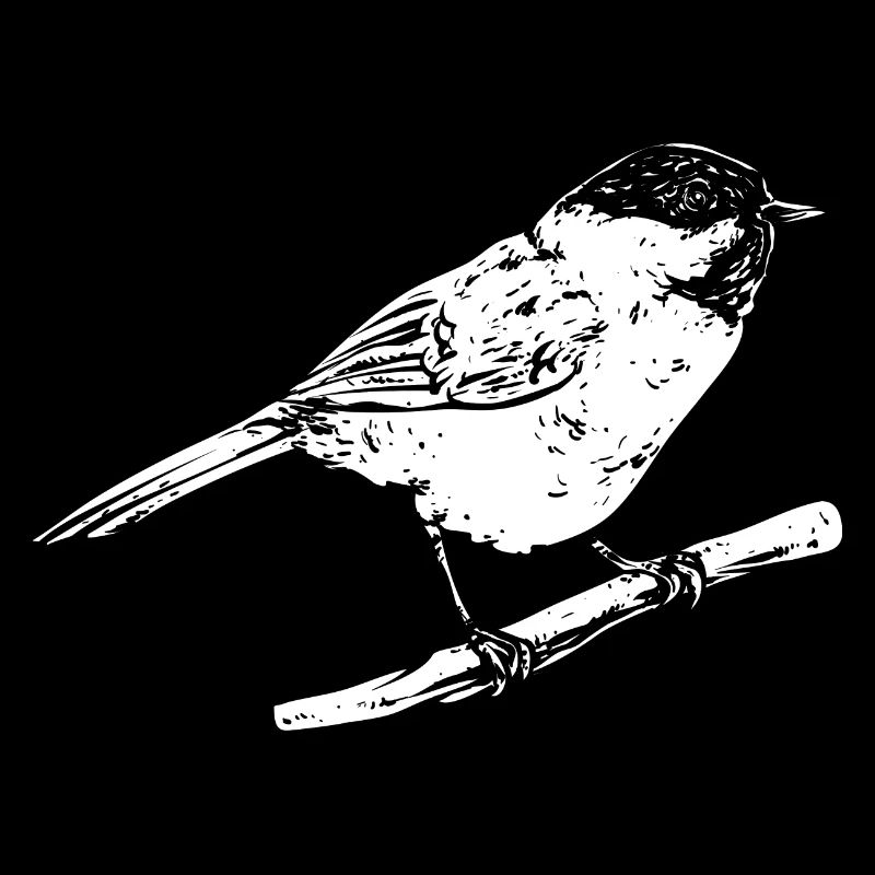 Meise Vogel Chickadee Vogelbeobachtung