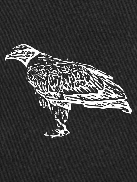 Faucons Oiseaux Oiseaux