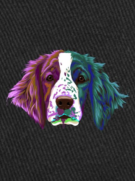 Splash Welsh Springer Spaniel chien