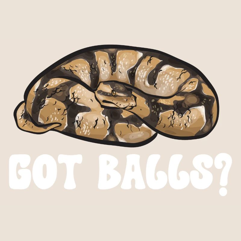 Ball Python Schlange Königspython