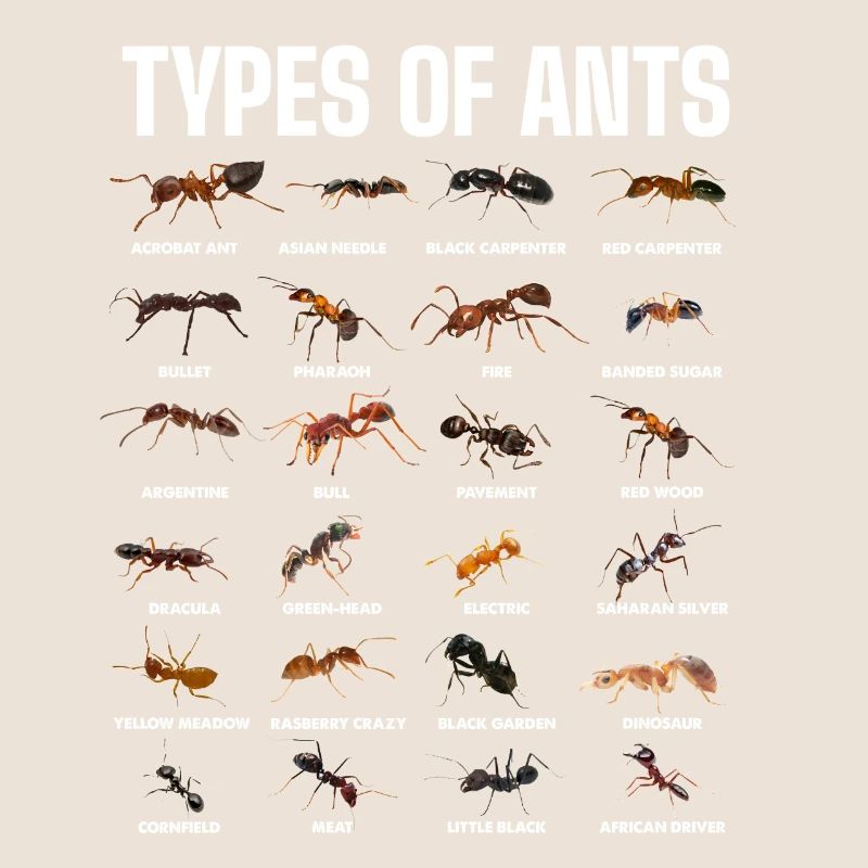 Types de fourmis pour les amateurs de fourmis