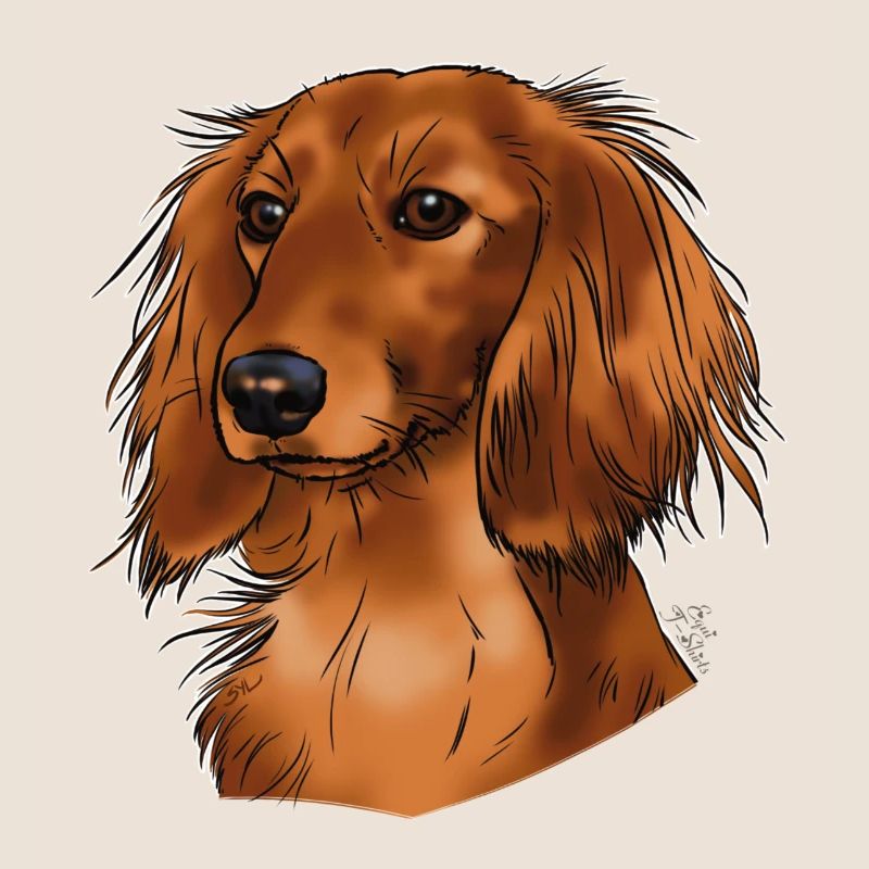 long haired dachshund (without text) dark textiles