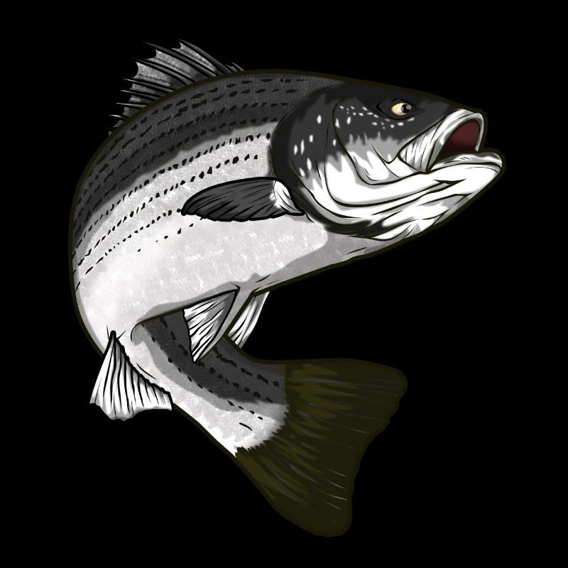 Pêche à la perche rayée