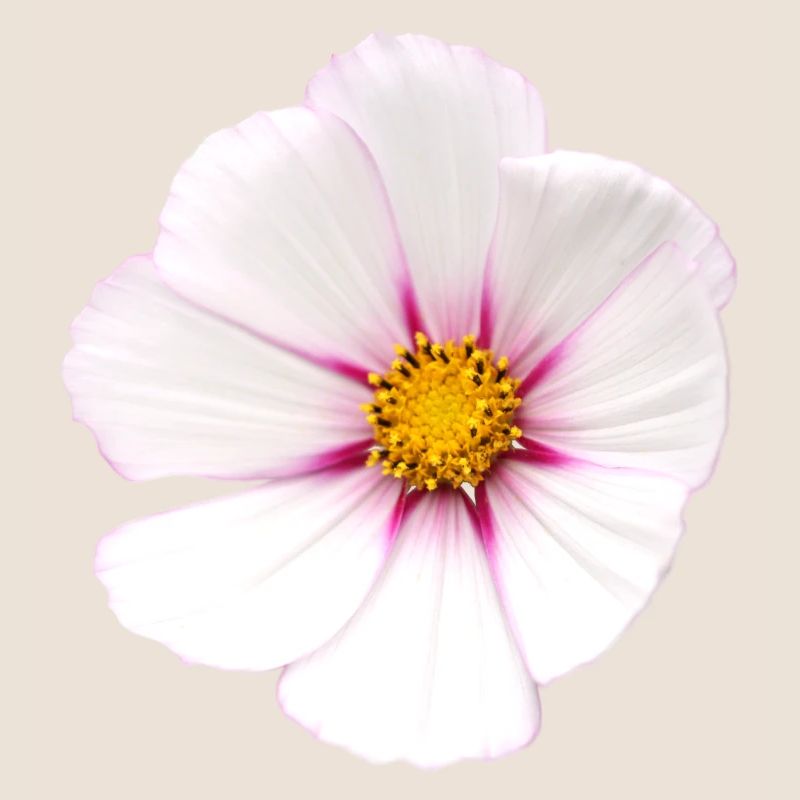 Fleur blanche Cosmea