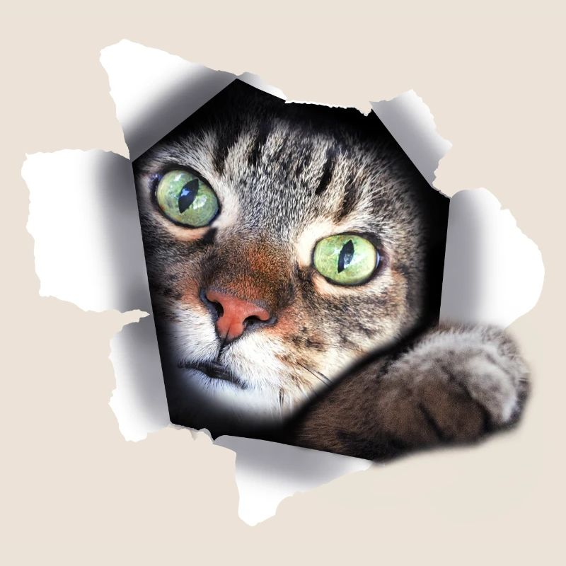 Félin mignon chat chat chatte déchirée patte