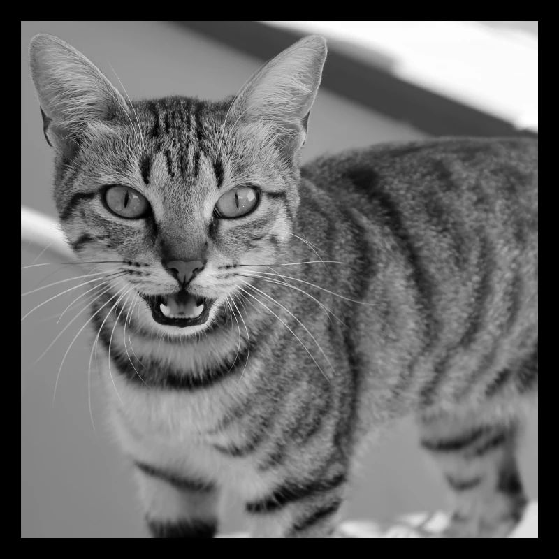 Portrait de chat blanc-noir