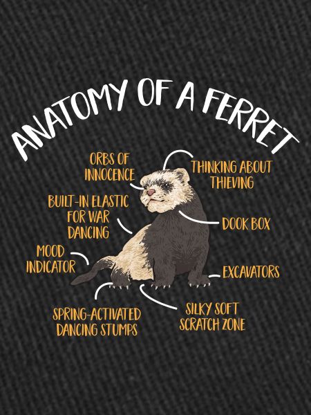 Furet, propriétaire de furet