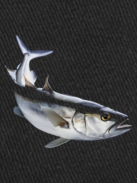 Schellfisch Fisch