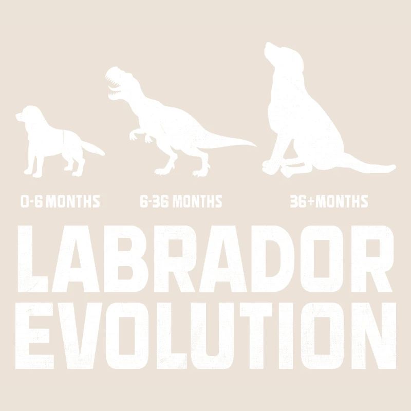Evolution Labrador Retriever Retrievers de laboratoire