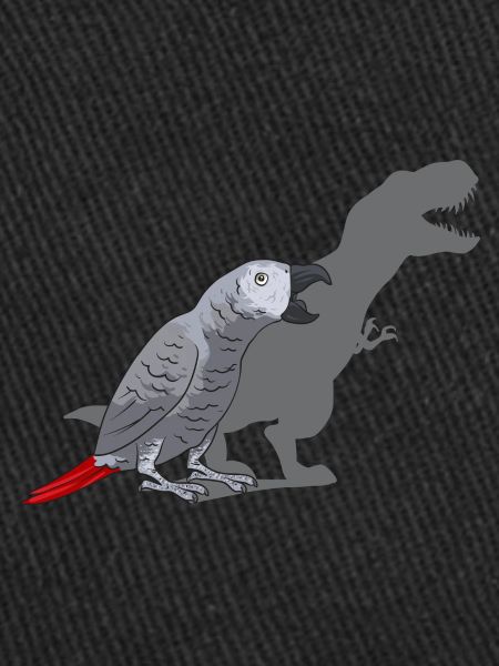 Graupapagei Perroquet gris d’Afrique Papagei