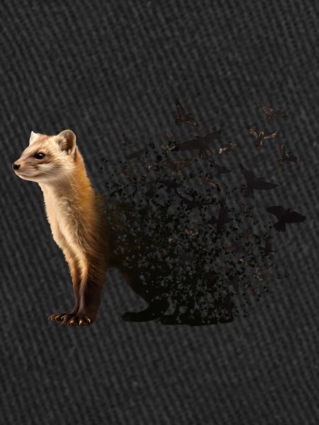 Marten