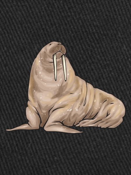 Walrus