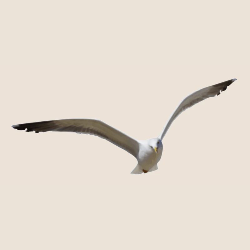 Seagulls fly for hours