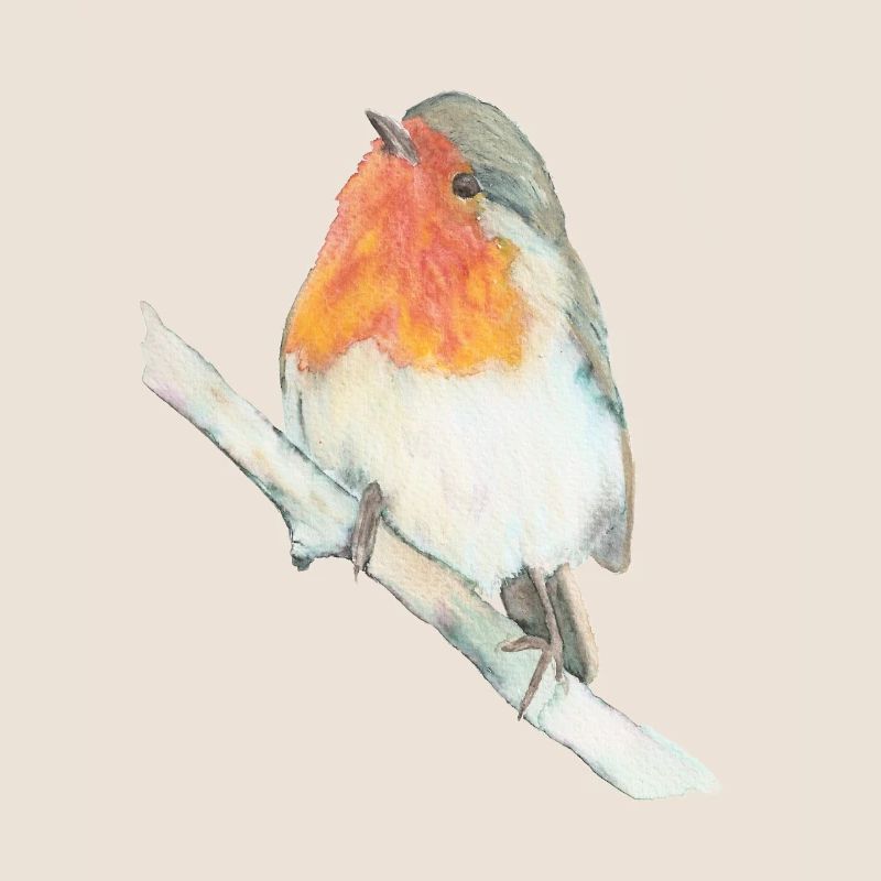robin