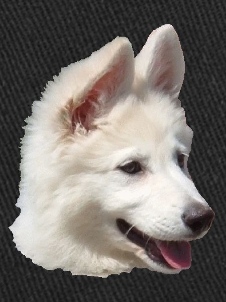 Chiot