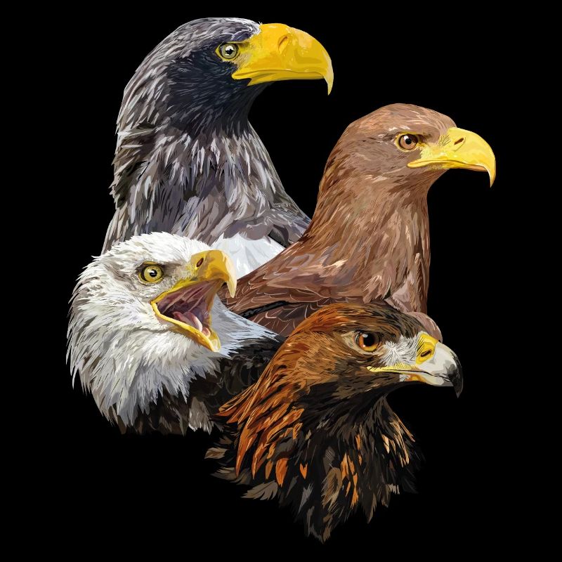 Oiseaux de proie