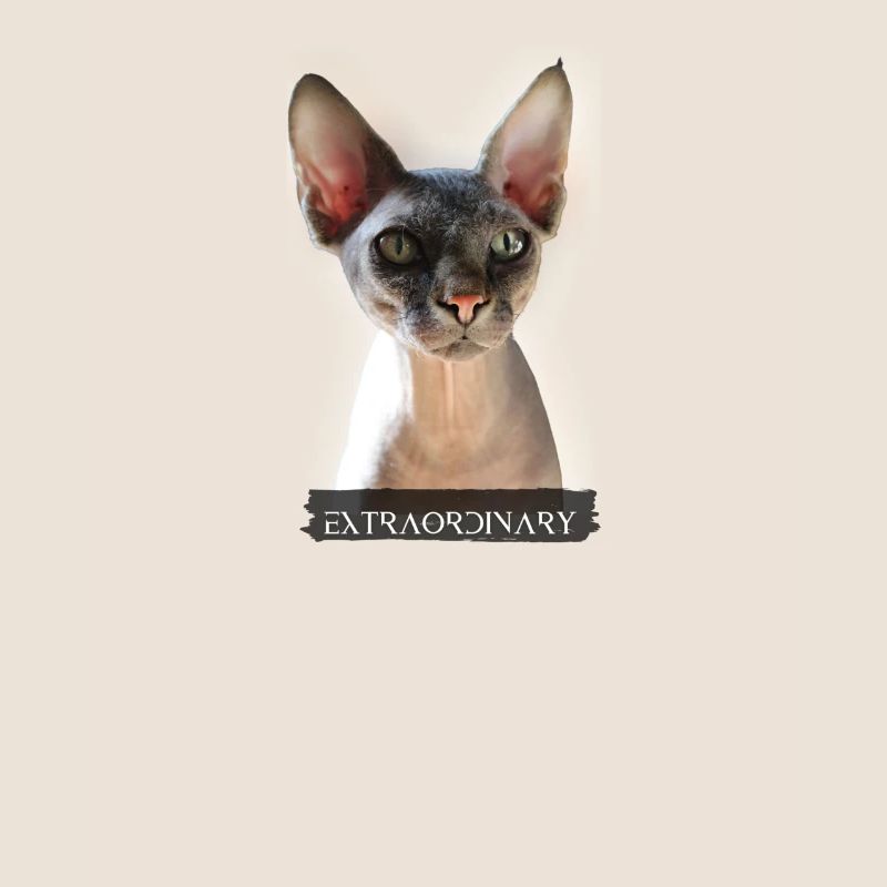 extraordinary sphinx cat