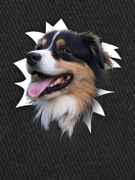 Australian Shepherd