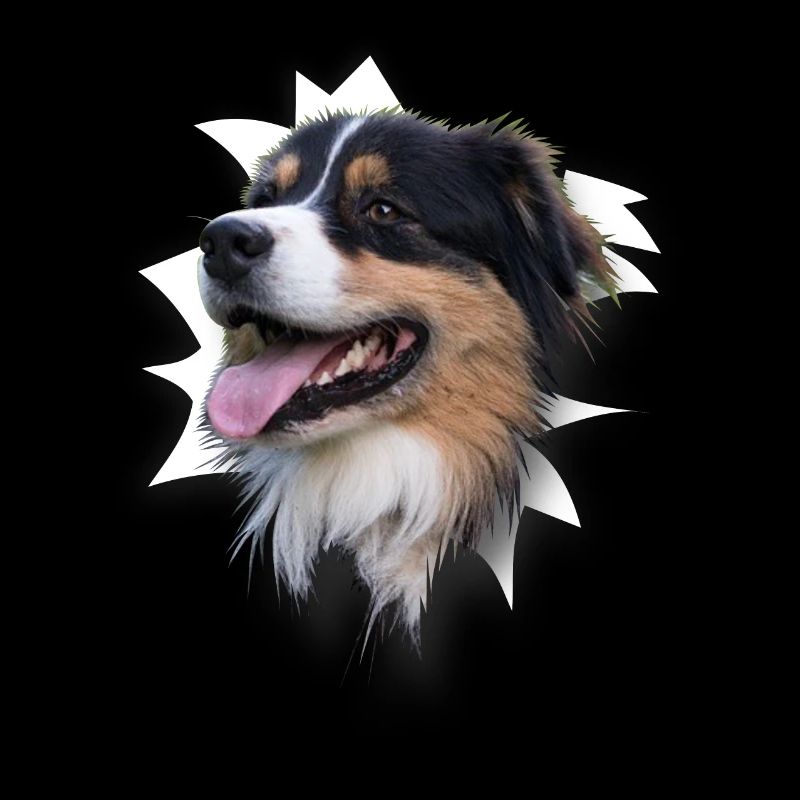 Australian Shepherd