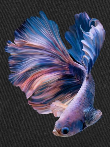 Betta Fish , aqarium hobby