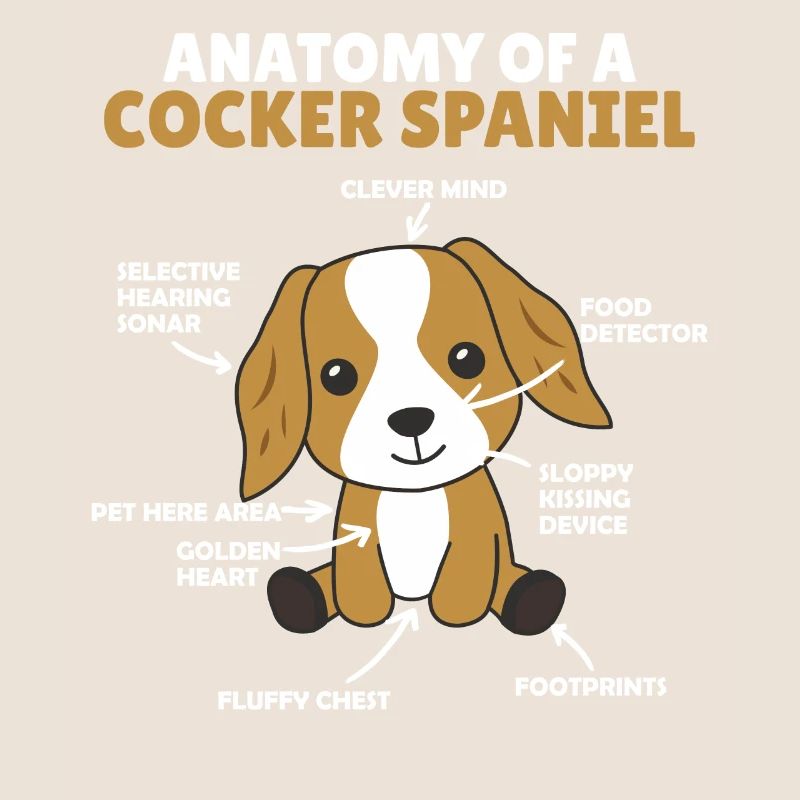 Anatomie d’un cocker Spaniel chien mignon chiot