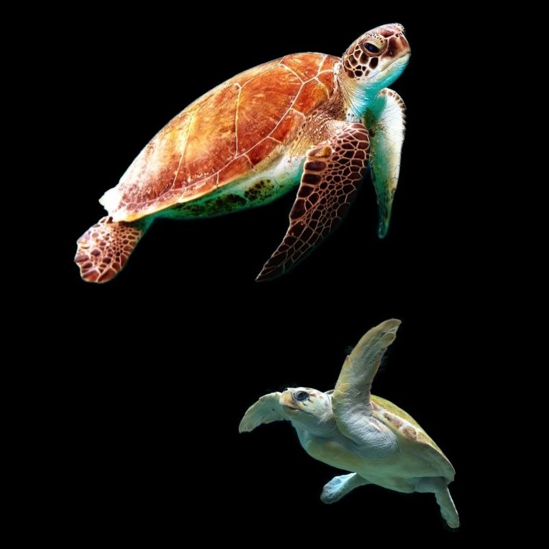 Tortues dans la mer