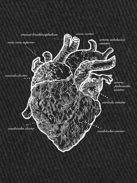 Coeur anatomique
