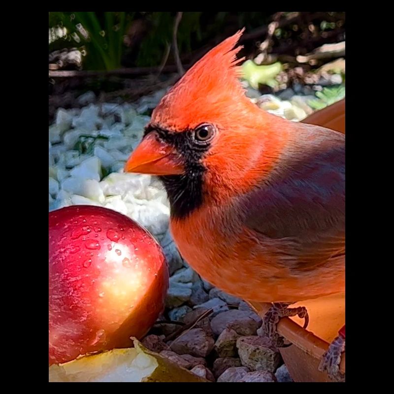 Nördlicher Kardinal