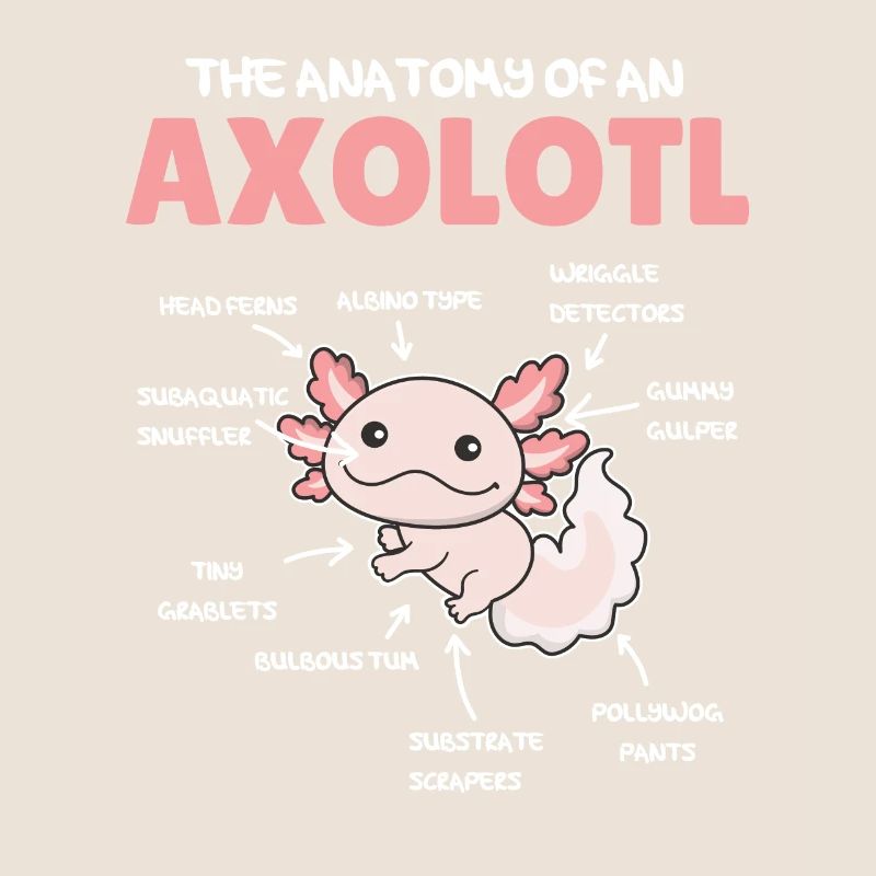 Axolotl Explication Anatomie d’un Axolotl