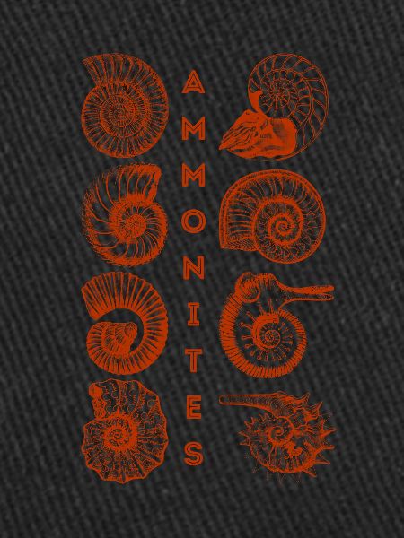 AMMONITES - Fossil - Paleontology - Student