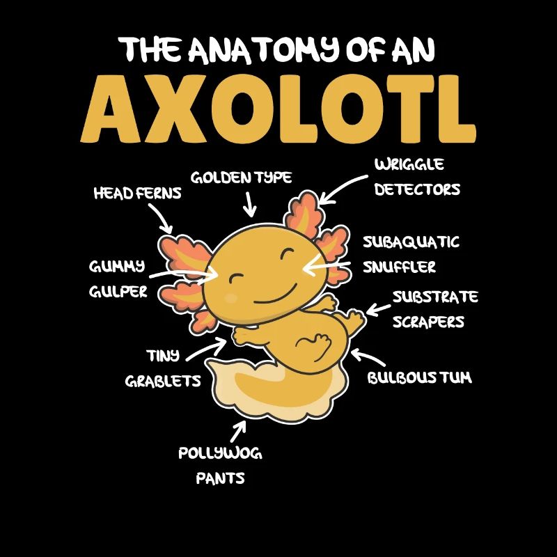 Axolotl Explication Anatomie d’un Axolotl