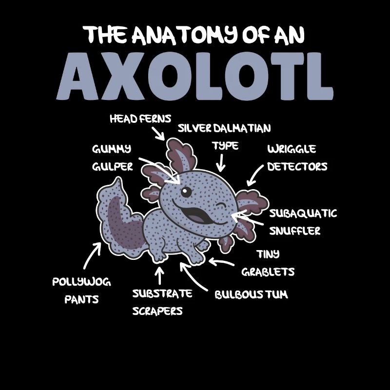 Axolotl Explication Anatomie d’un Axolotl