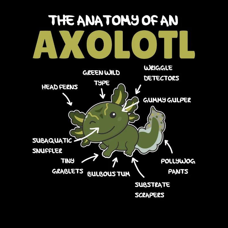 Axolotl Explication Anatomie d’un Axolotl