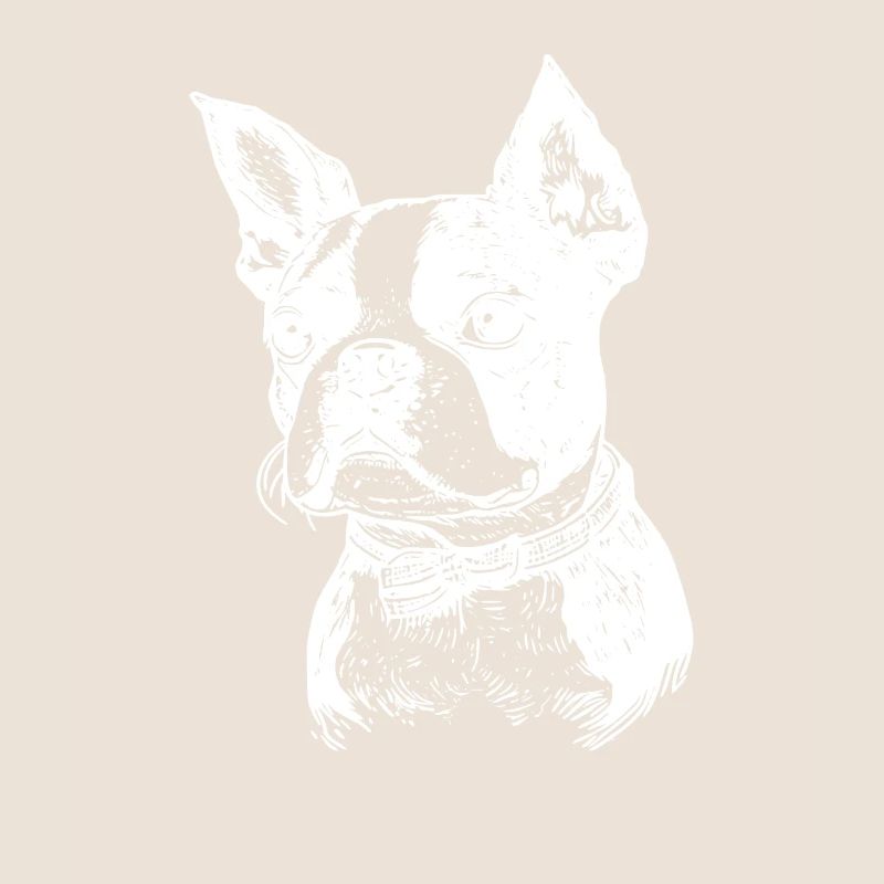 Boston Terrier