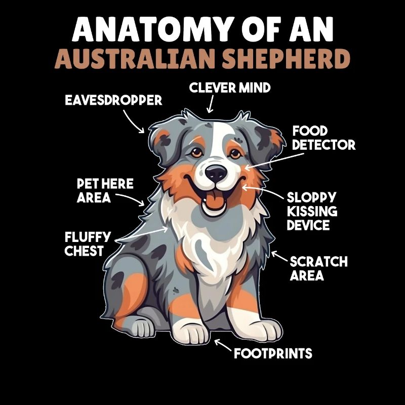 Explication du chien Anatomie d’un berger australien