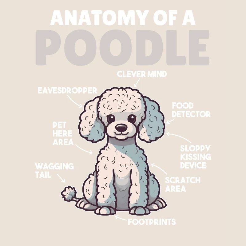 Explication du chien Anatomie d’un caniche