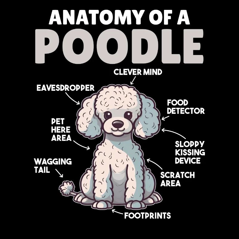 Explication du chien Anatomie d’un caniche